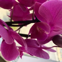 Lilly