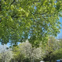 Frida 🌼☀️🌻