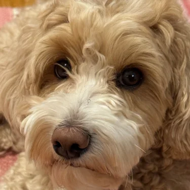 Marie-Helene Klementsson