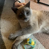 Stella