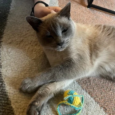 Stella