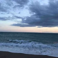 Annileah Alstermo Wattle