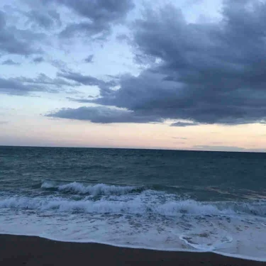 Annileah Alstermo Wattle