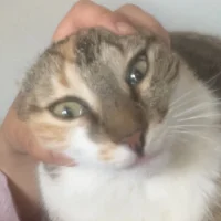 Amy
