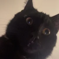 Kevin.D