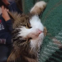 Sofiesofiesofiesofie