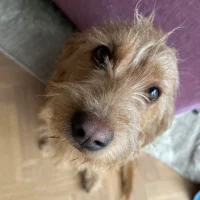 Hugo