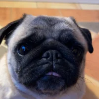 ✨Leifi’s klädesplagg✨