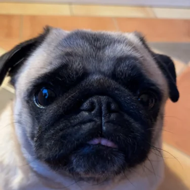 ✨Leifi’s klädesplagg✨