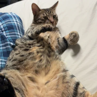 Dan