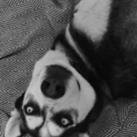 Saljerbilligtochsnabbt