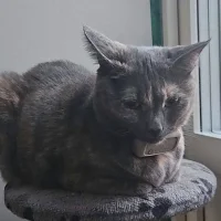 Amanda