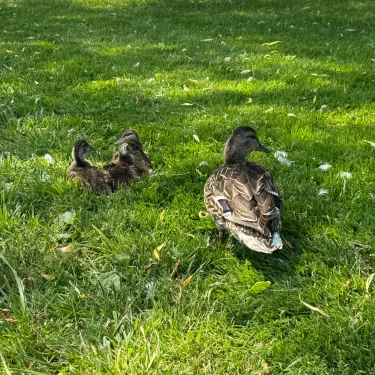 Familjen Gröhn