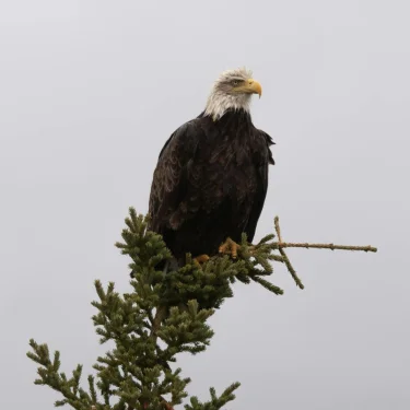 Wilma Bork