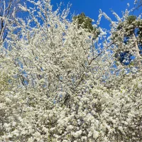 Blenda Björni Lindström