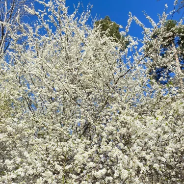Blenda Björni Lindström
