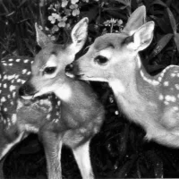 𝖘𝖙𝖆𝖗𝖗𝖞 ଓ.⋆｡